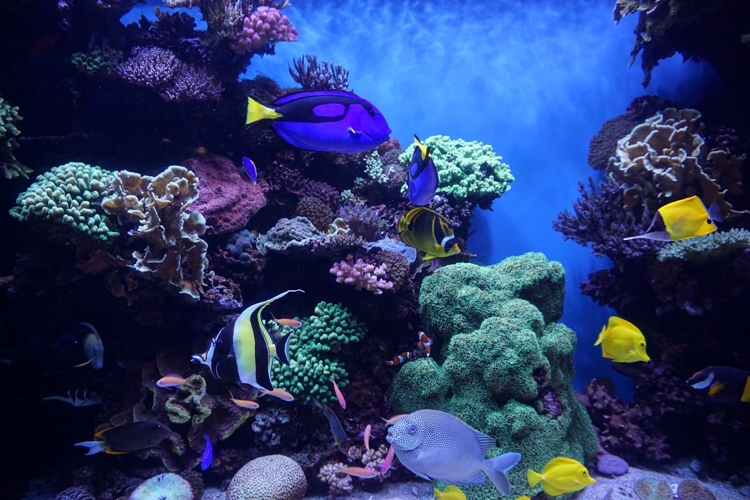 Top 5 Must-Have Supplies for New Aquarium Owners