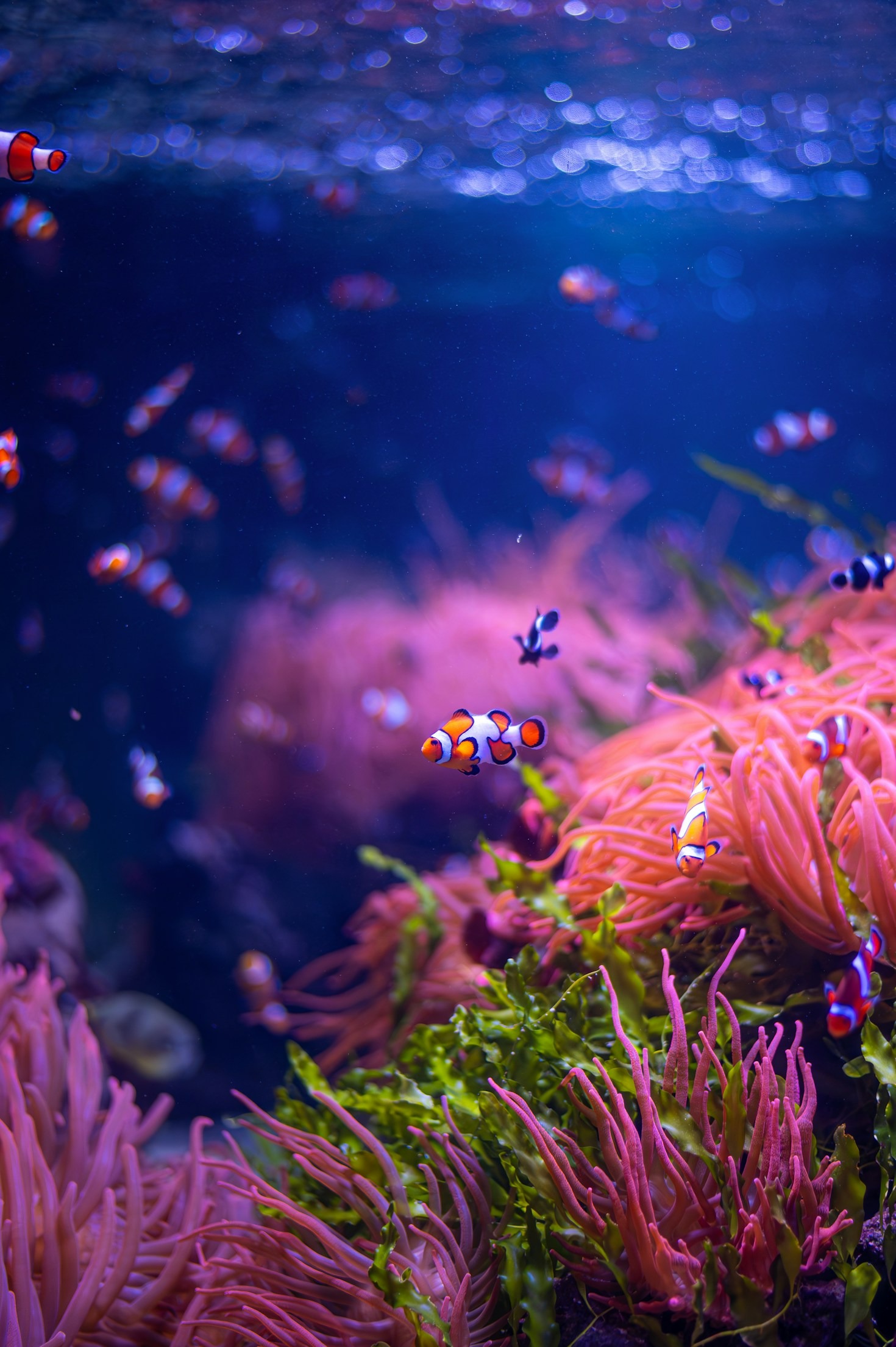 How to Choose the Right Equipment for Your Fish Tank