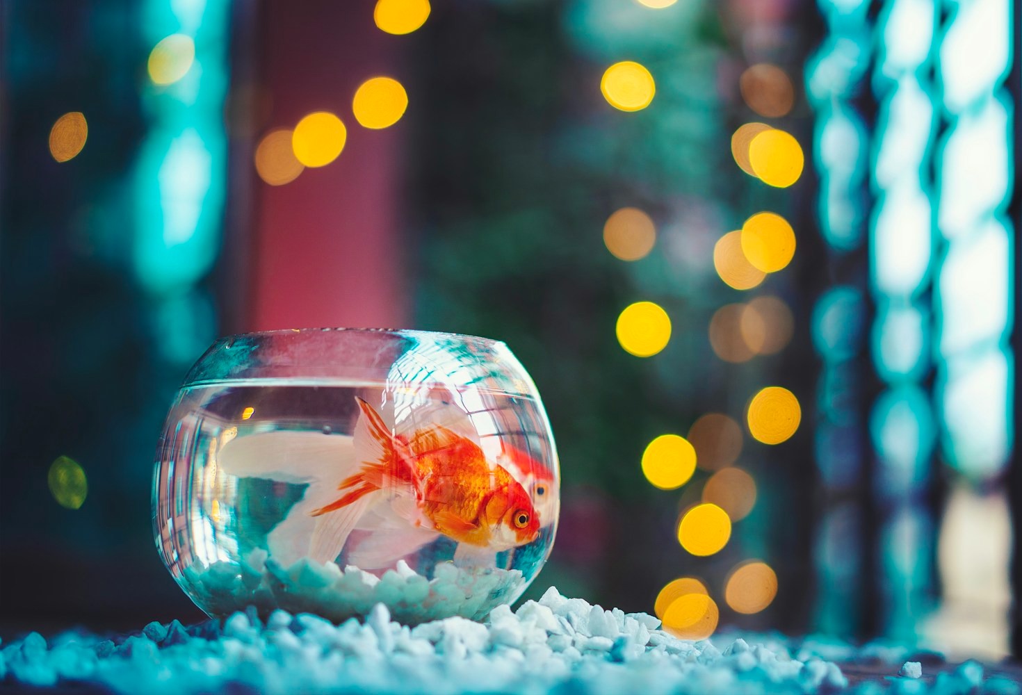Aquarium Maintenance: Tips for a Healthy Environment
