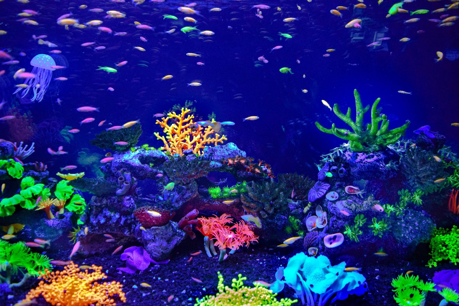 A Beginner’s Guide to Setting Up Your First Aquarium